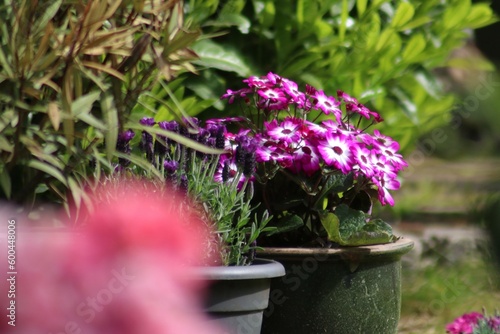 Natur, Tiere, Pflanzen