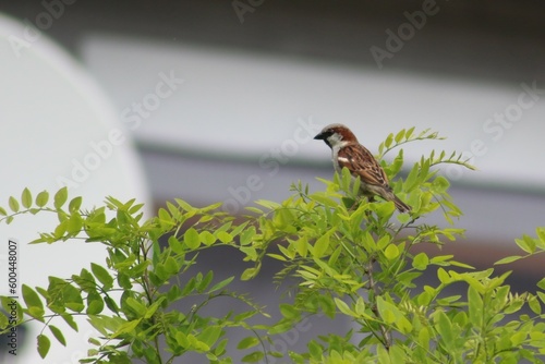 Natur, Tiere, Pflanzen