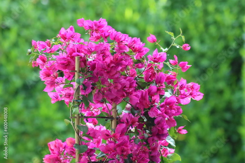 Natur, Tiere, Pflanzen