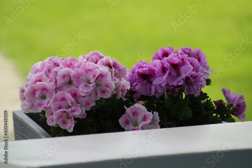 Natur, Tiere, Pflanzen