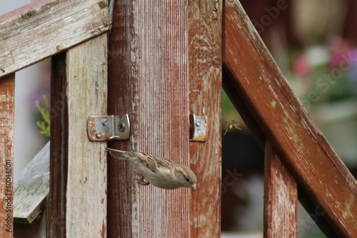 Natur, Tiere, Pflanzen
