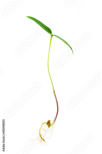 Mung young plant with root close up. Green gram sapling on white background. Homegrown sprout of mung bean macro shot. Vigna radiata young plant.