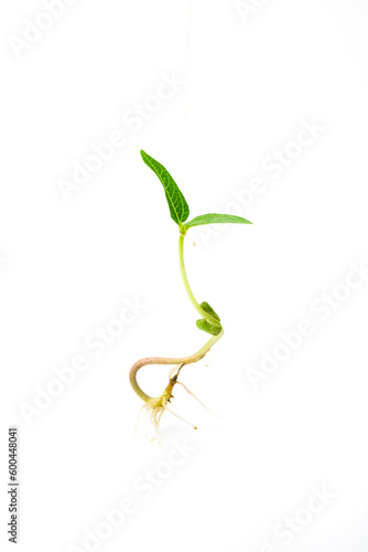 Mung young plant with root close up. Green gram sapling on white background. Homegrown sprout of mung bean macro shot. Vigna radiata young plant.