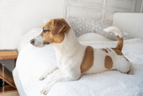 dog lying at the white bed in bedroom looking at the window. White cute pet resting in light room © Iryna&Maya