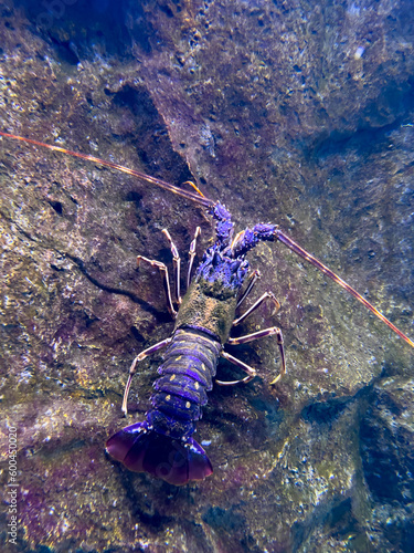 Multi-colored spiny lobster sits on a stone in an aquarium