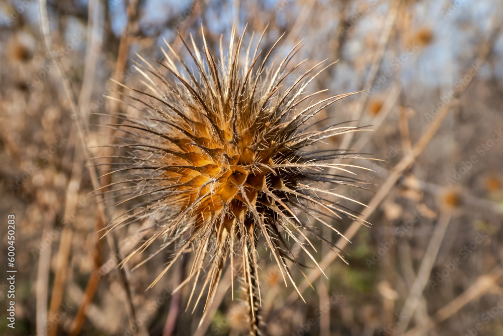 Dry prickly inflorescence close-up. Close-up of a dry thistle on a blurred background