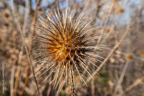 Dry prickly inflorescence close-up. Close-up of a dry thistle on a blurred background