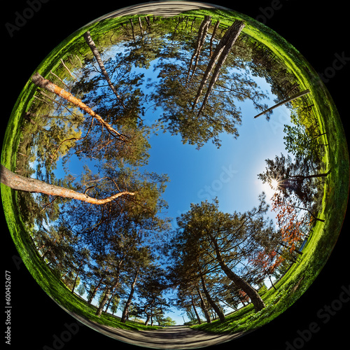 Alley in the park with coniferous trees on a sunny summer day. Wide-angle circular photo in fulldome format photo