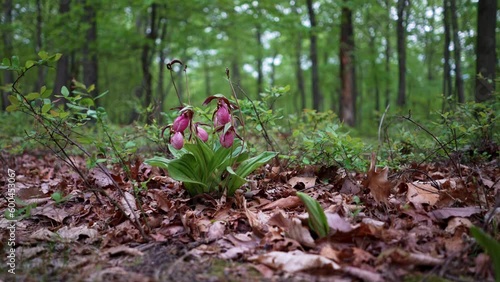 Pink Lady Slipper Cypripedium acaule, Orchids growing in a forest in Berkeley Springs, West Virginia. photo