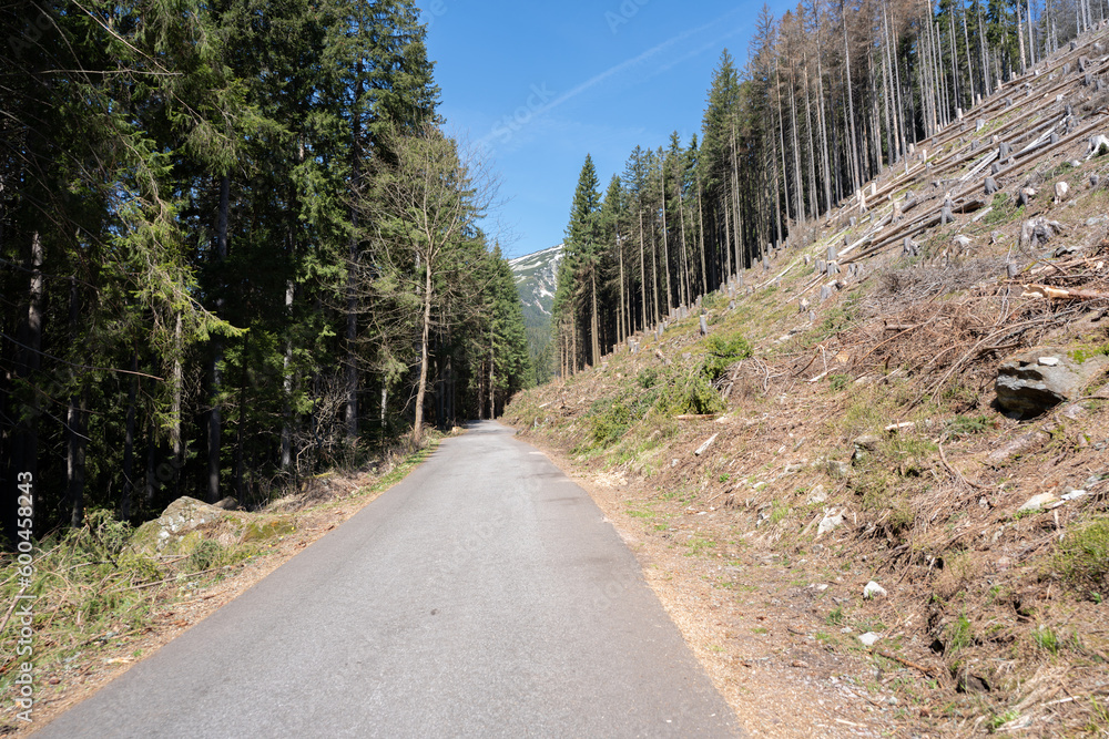 Fototapeta premium Krkonose, Bohemian Mountains, Bohemian Forest