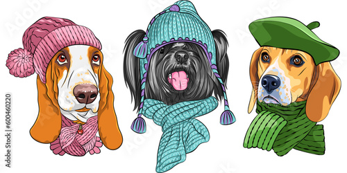 Set vector dogs in warm winter hat and scarf, Basset Hound, Skye Terrier and Beagle breed