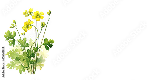 Buttercup flower on white background, summer and spring yellow blossom blooming. Generative AI.