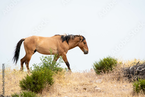 "Hair to be Different" Wild horse with multi colored mane