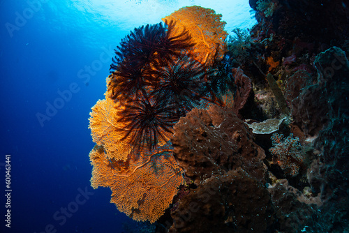 Diving Nabucco & Nunukan Island - Maratua Atoll Indonesia