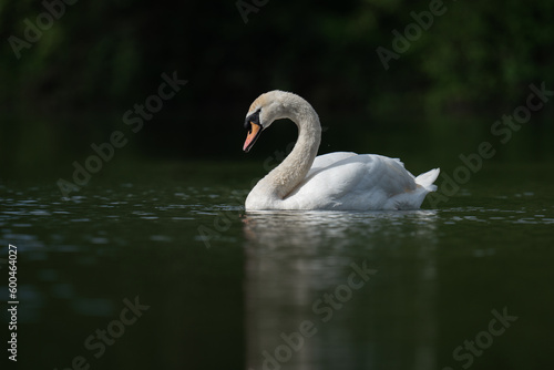 Low angle mute swan