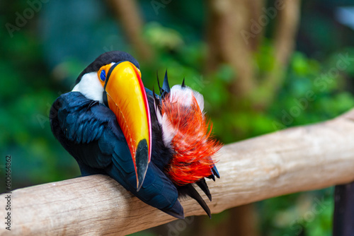 sleeping toucan