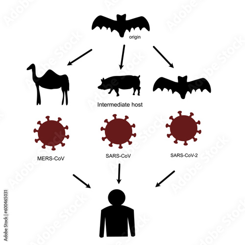 The correlation diagram of origin, intermediate host and MERS-CoV, SARS-CoV and SARS-CoV-2 virus.