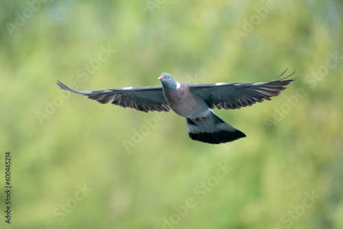 Wood pigeon in flight
