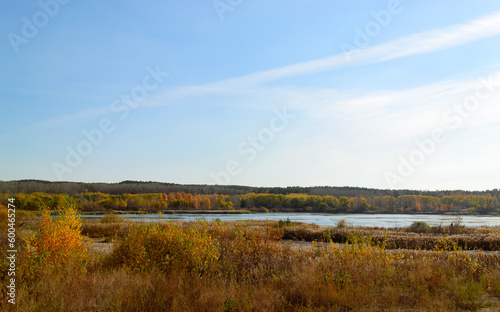 Autumn natural landscape with a river and reeds and a dense forest in the distance