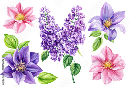 Set clematis and lilac flowers on white isolated background, watercolor painting, flora hand-drawing. Summer flower