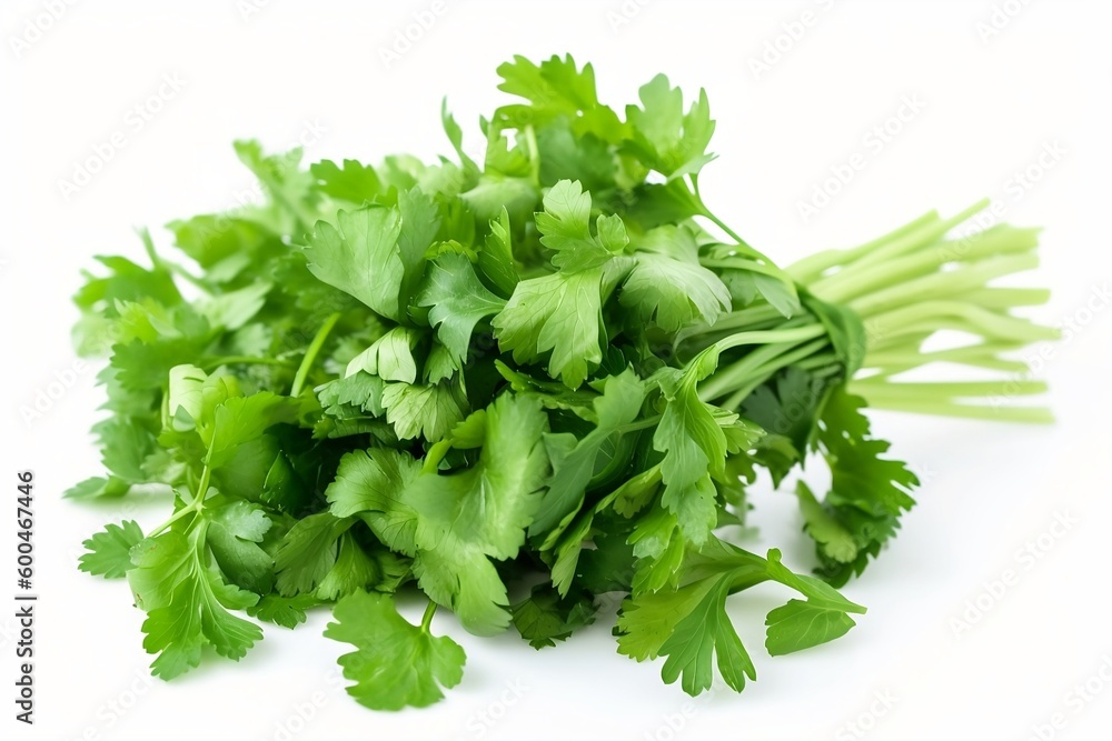 Branch of fresh coriander on a white background Branch of fresh coriander on a white background