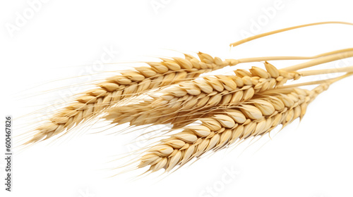 Wheat, isolated transparent background png Generative AI