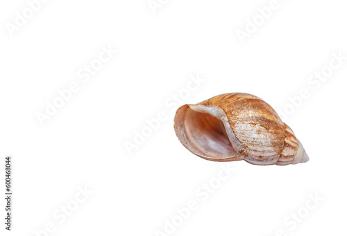 Canvastavla Giant African land snail shell isolated on transparent background