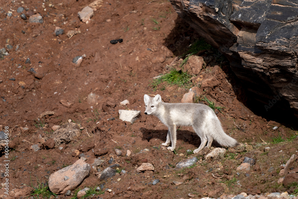 Obraz premium hunting polar fox, wildlife