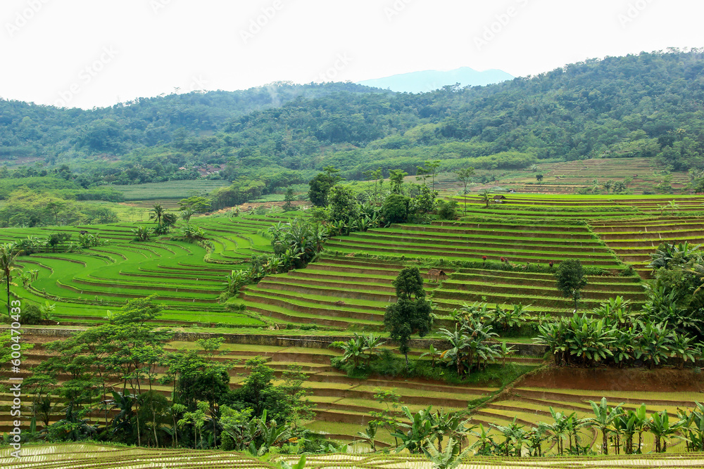 a relaxing expanse of green terracing rice fields