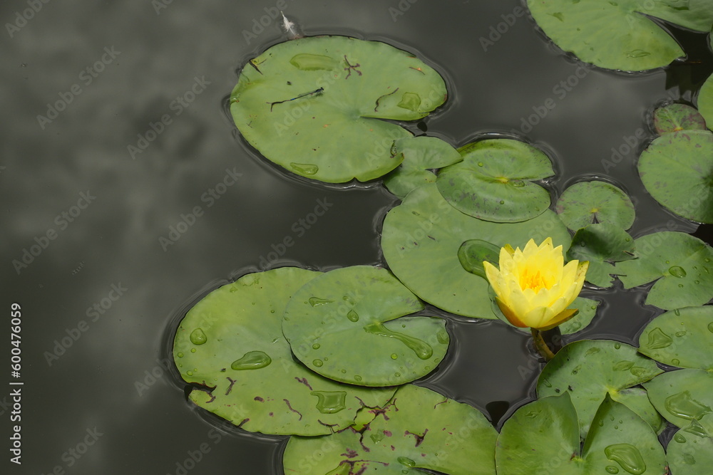 黄色い睡蓮の花, Water lily