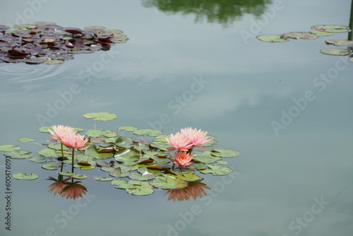 睡蓮, Water lilies