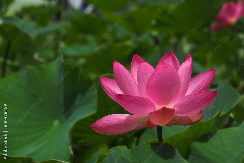 蓮の花, Lotus Flower 蓮の花, Lotus Flower