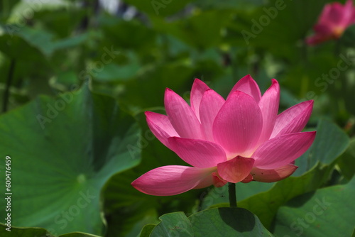            Lotus Flower