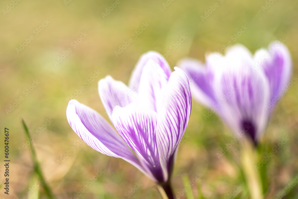 Crocuses close up. Delicate spring flowers. minimalistic photography Crocuses close up. Delicate spring flowers. minimalistic photography