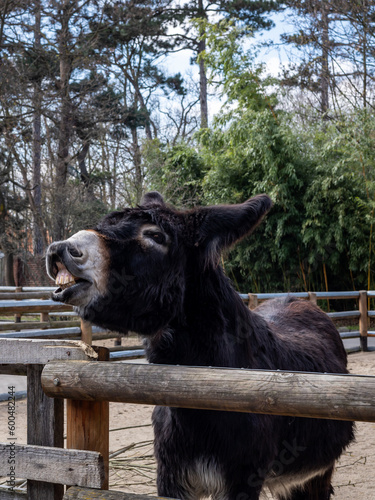 Photo Black donkey braying and showing teeth, at the fence in front of a wooden stable