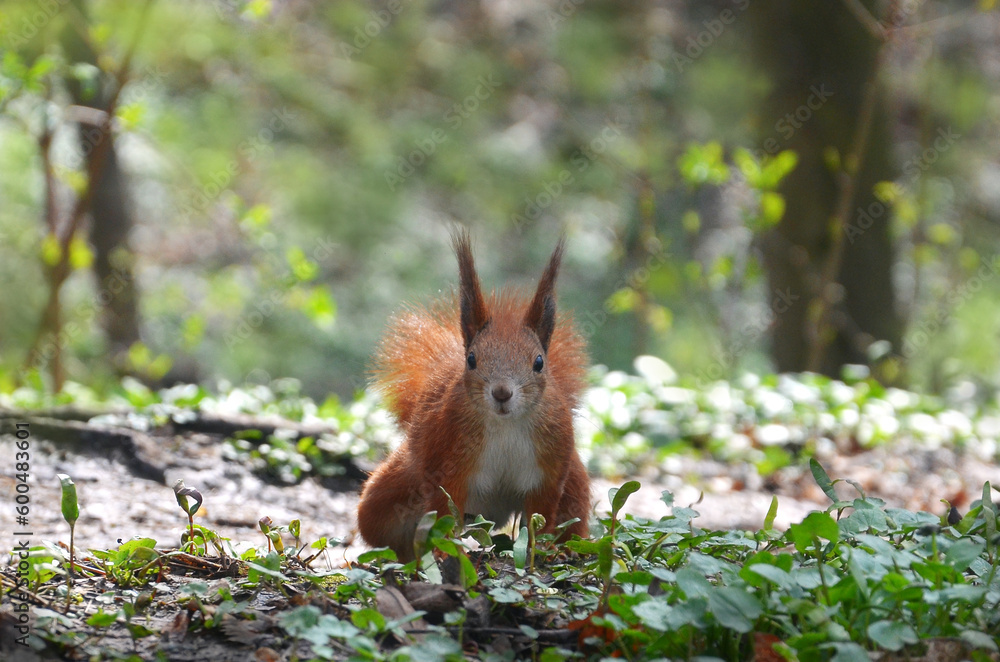 Wild red squirrel with white tummy in the spring forest looking for nut among young green plants and old fallen leaves. Close up photo outdoors. Free copy space. Wild red squirrel with white tummy in the spring forest looking for nut among young green plants and old fallen leaves. Close up photo outdoors. Free copy space.