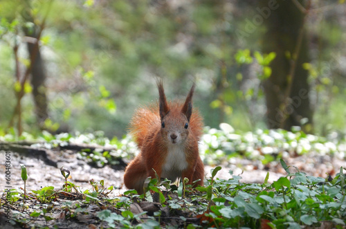 Wild red squirrel with white tummy in the spring forest looking for nut among young green plants and old fallen leaves. Close up photo outdoors. Free copy space.