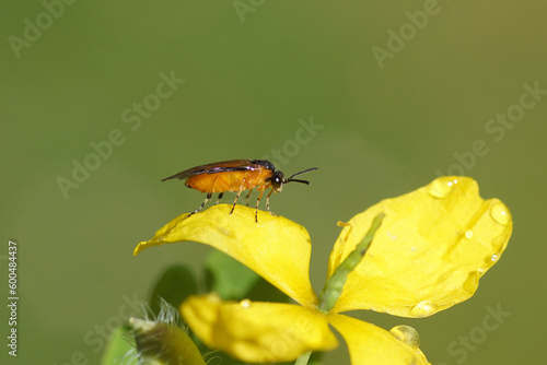 Orange black sawfly Athalia. Family Common sawflies (Tenthredinidae). On a yellow flower of greater celandineflower (Chelidonium majus), family Papaveraceae. Spring, May, Dutch garden. photo