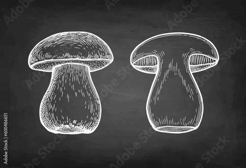 Penny bun mushroom and half chalk sketches.