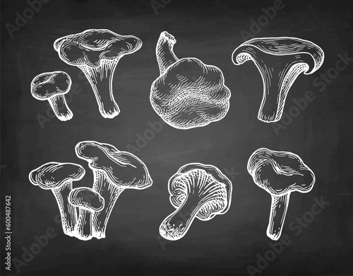 Chanterelles mushroom chalk sketch.