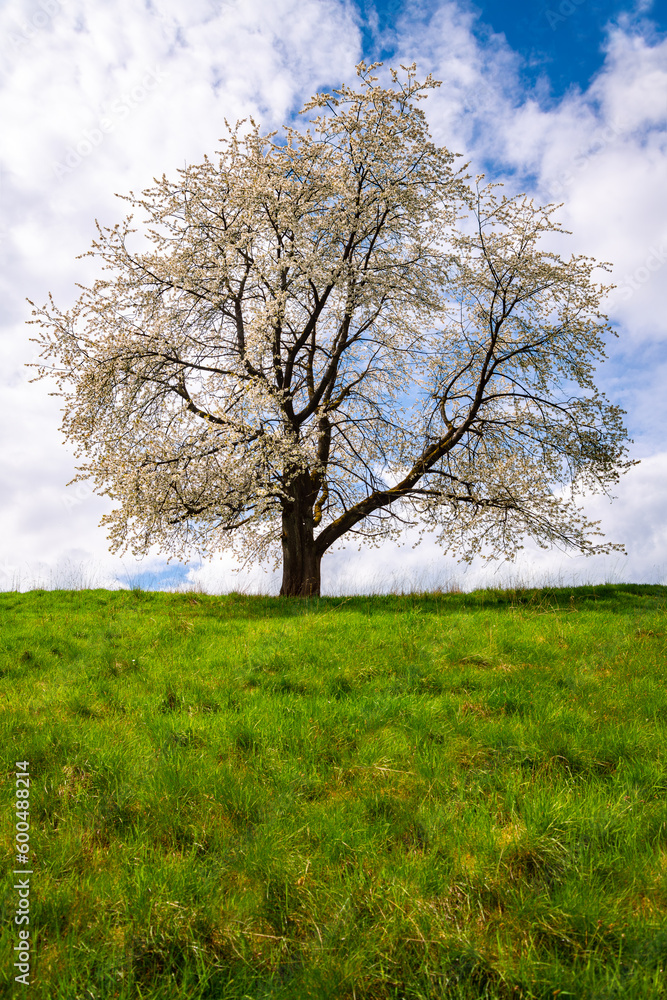 Blooming cherry flowers of a “Prunus cerasus“ tree with white flowers in Sauerland Germany on a sunny spring day with cloudy blue sky. Colorful old fruit tree on a green meadow in hilly landscape. Blooming cherry flowers of a “Prunus cerasus“ tree with white flowers in Sauerland Germany on a sunny spring day with cloudy blue sky. Colorful old fruit tree on a green meadow in hilly landscape.