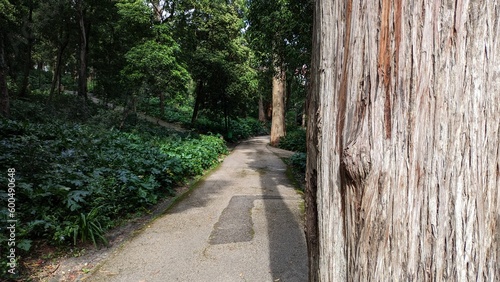 A pedestrian road and a tree near the sidewalk in a park in Lisbon