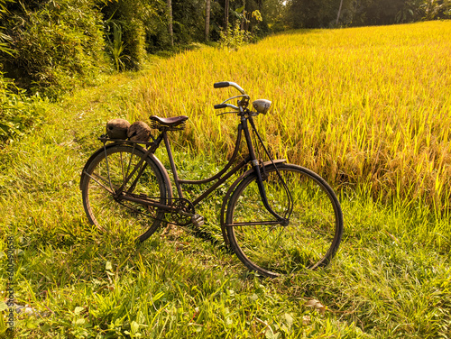 an old bicycle or sepeda onthel with rice fields in the background
