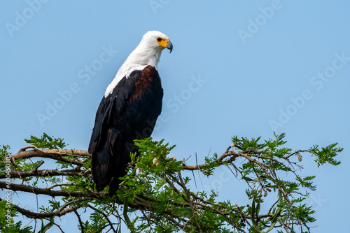 African fish eagle perched on a tree in the Kazinga Channel of Uganda