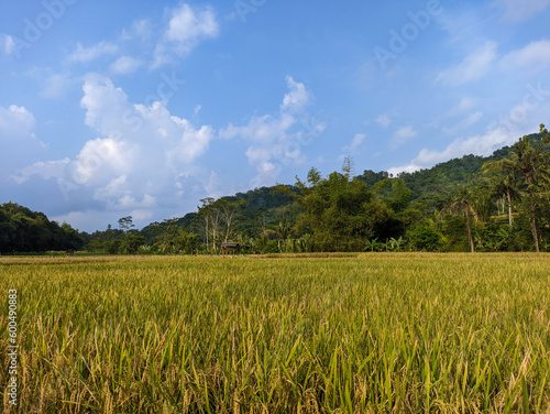  A view of the vast rice fields with cloudy sky in Blitar, indonesia
 photo