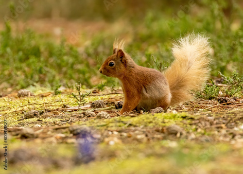 Beautiful little scottish red squirrel in the spring sunshine looking around in the woodland undergrowth 