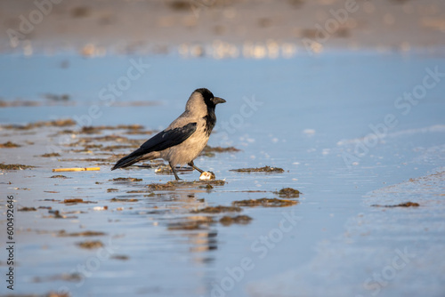 The hooded crow (Corvus cornix) on a beach