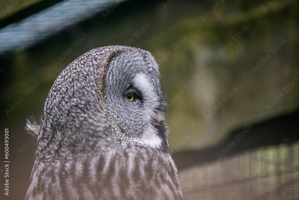 Fototapeta premium The great grey owl (Strix nebulosa) 