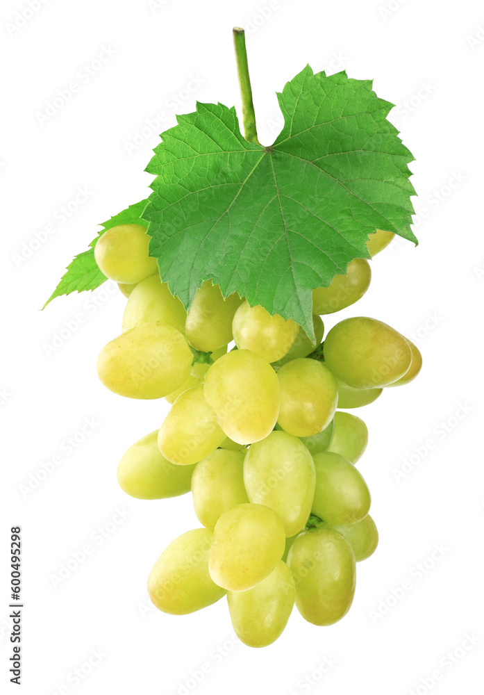 Fresh fruit, delicious ripe juicy grapes. Eco farm product, raw for wine ingredient. Fresh fruit, delicious ripe juicy grapes. Eco farm product, raw for wine ingredient.