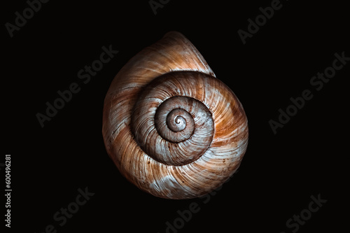 Snail shell isolated on black background
